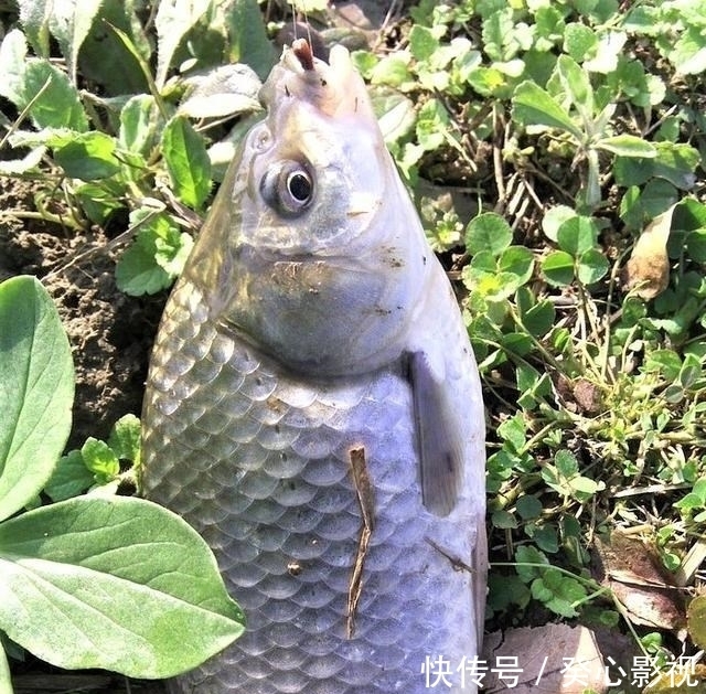 钓鱼用大浮漂好还是小浮漂好？调平水钓三目与调三钓三有何不同？