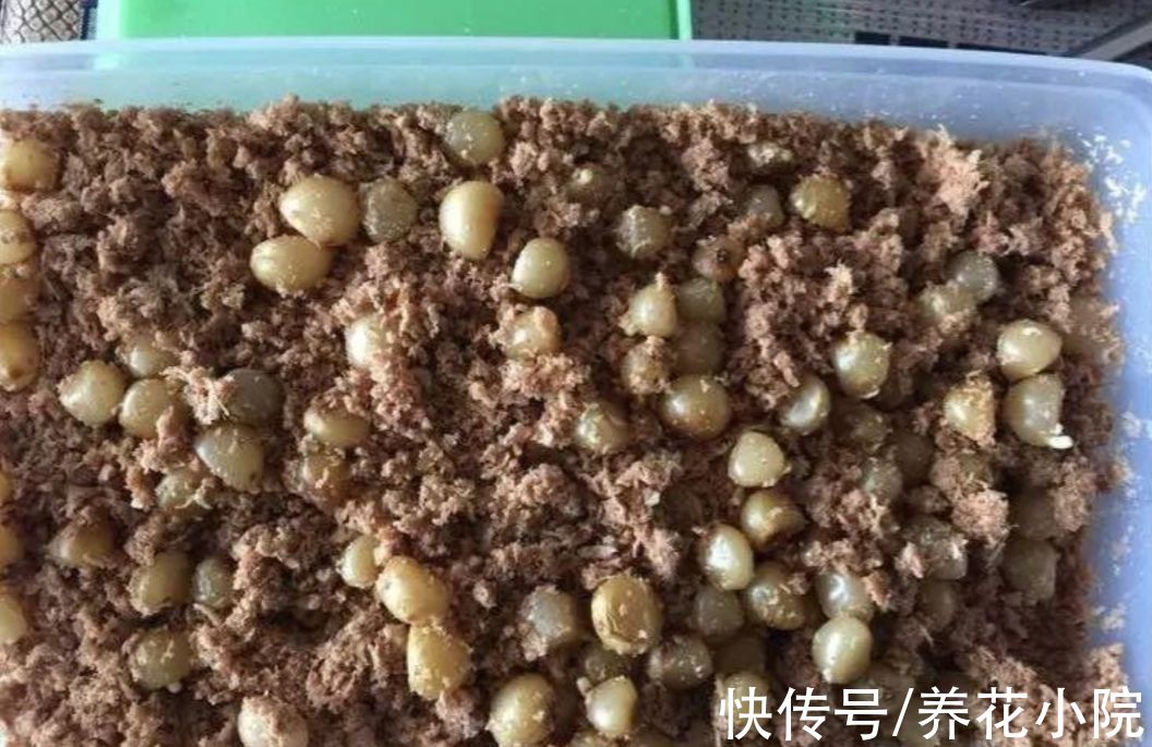 君子兰用种子繁殖，方法很简单，一次能培育十几棵