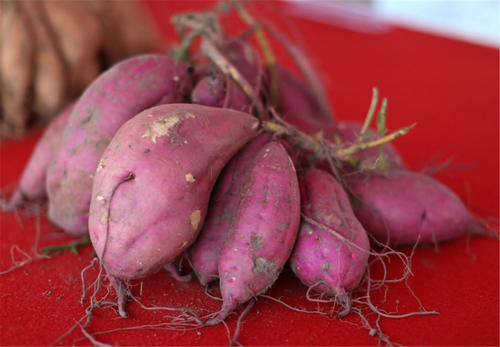 红薯|经常吃红薯,3个益处不请自来,医生却说这两类人最好不要吃