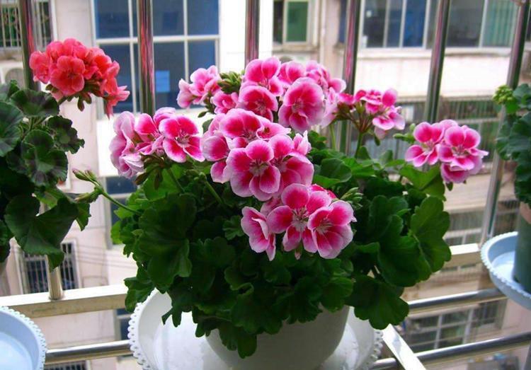 植物|什么花就用什么花盆,选对了花盆,养啥花都能长得好