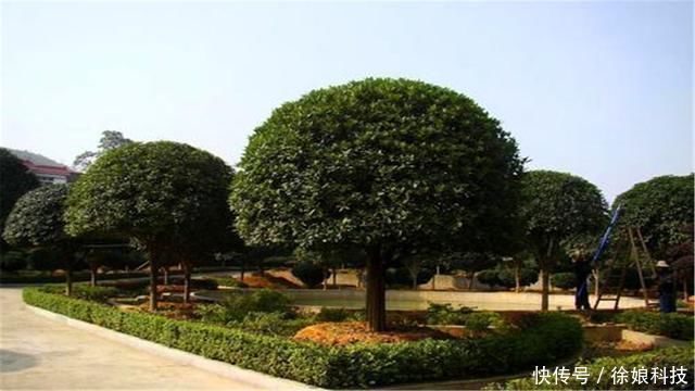 石榴树|俗语“门前有三树,家兴富三代”,是哪三种树农村其实很常见