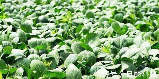 甲状腺结节|甲状腺结节来源已被发现,希望你能避免,常吃散结的食物!