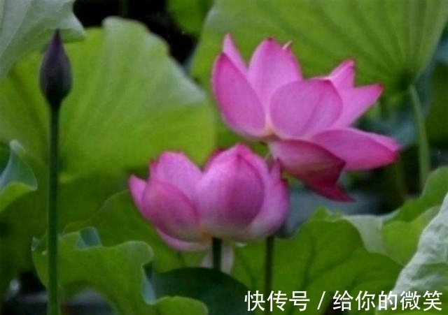 牛男|9月份到，缘分与桃花再次袭来，遇到了就要好好珍惜的四大生肖