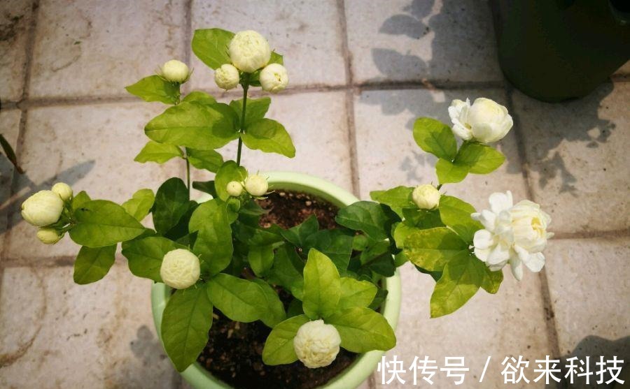 很值得入手的盆栽花,一年三季开花,漂亮又好养,一卉能熏一室香