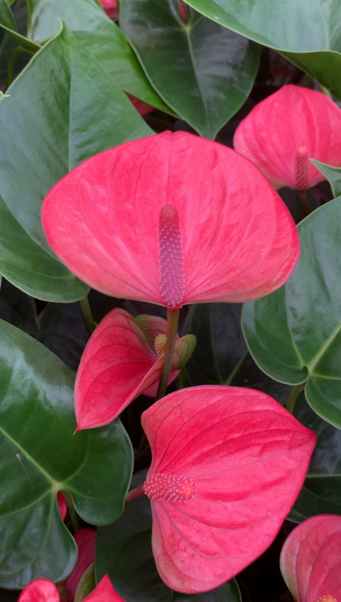  惹人爱|美丽晋宁：小小红掌色彩多，心形花朵惹人爱