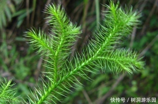 泡水|女性40岁后，用3味药泡水喝，排湿气防失眠，对身体好处多