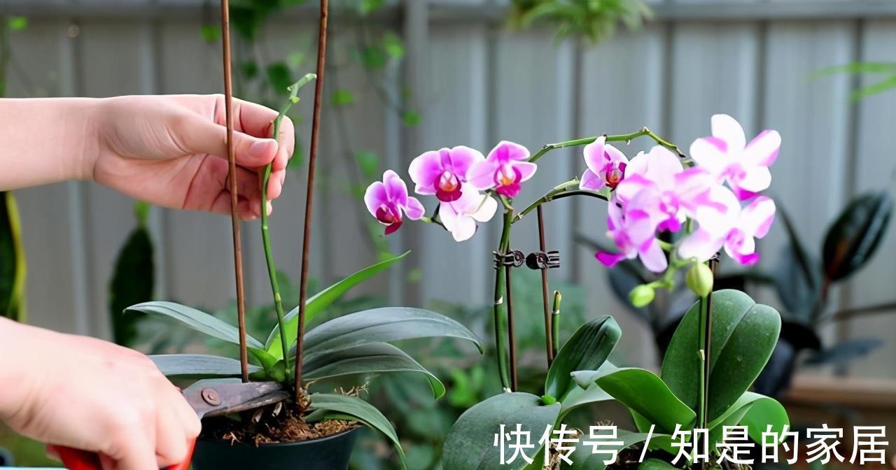 软腐病|5种花美则美矣，就是不好养，没有四五年的养花经验，越养越闹心