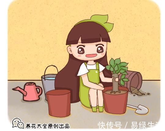 裸根多肉|换盆不做这件事，就等于白换了，一年也不长个