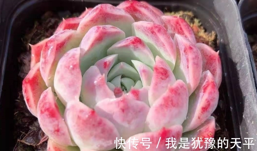 新买的多肉一换盆就挂了?那可能犯了这几种错,改正方可养好多肉