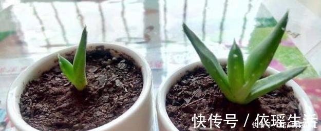 这四种绿植，十天半个月可以不浇水，爆芽、疯长到盆都装不下！