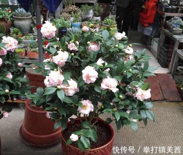 冬天|冬天绿植怎样保暖、防寒?做“2步”,不掉叶不烂根,漂亮又耐冻