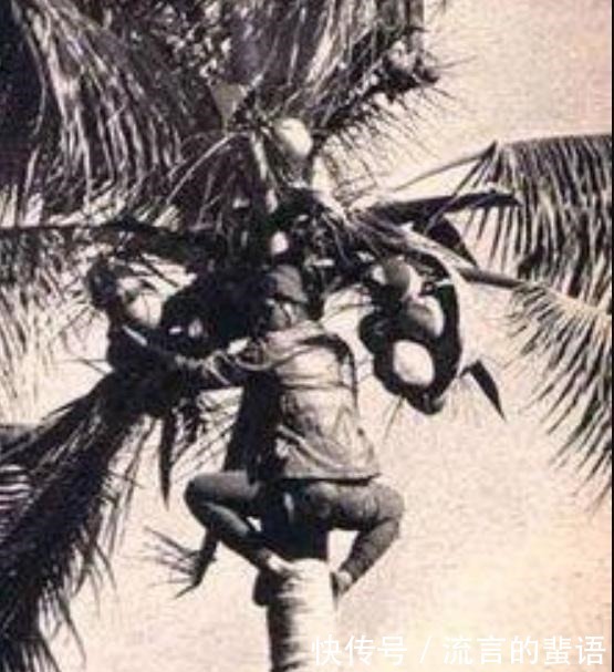 照片|日军为了刺杀此人,派出上百狙击手藏在树上,却始终找不到目标