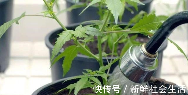 枯萎|90%花都是因为浇水而枯萎,老农也不例外,新手养花必看的技巧!