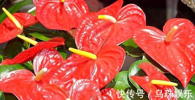 红掌长侧芽,这样处理,老叶不发黄,新叶蹭蹭冒,一叶一花开爆盆