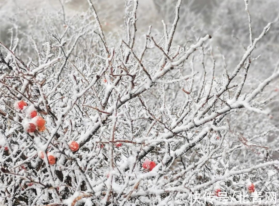 临安|浙江多地下雪！一地积雪厚度达3公分……