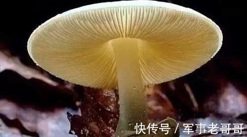 毒蘑菇|喜歡“野味”貪吃野生毒蘑菇，瓦房店兩男子貪“口?！彪U喪命