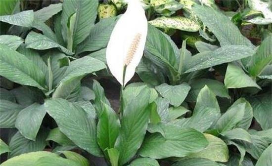 4种能净化室内空气的盆栽,非常好养,搬新家必备