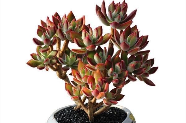 叶片|喜欢养多肉不能错过锦晃星,毛茸茸、红彤彤,相机都拍不出它的美!