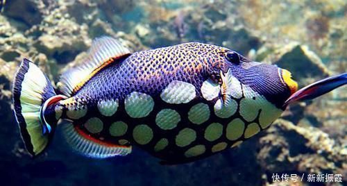 |这些生物的名字是来搞笑的吗?一听就想笑,你听过几个?