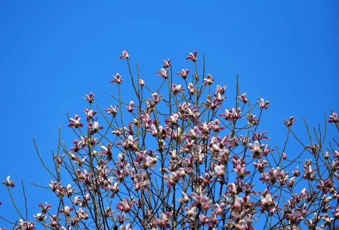 望春|今日，立春