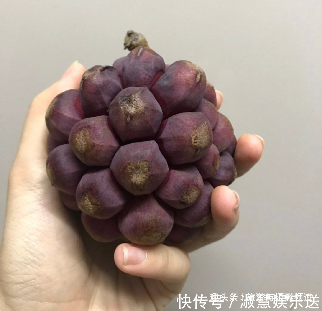 果实|海贼王里面恶魔果实,现实中真的存在 超市就买得到128元一个