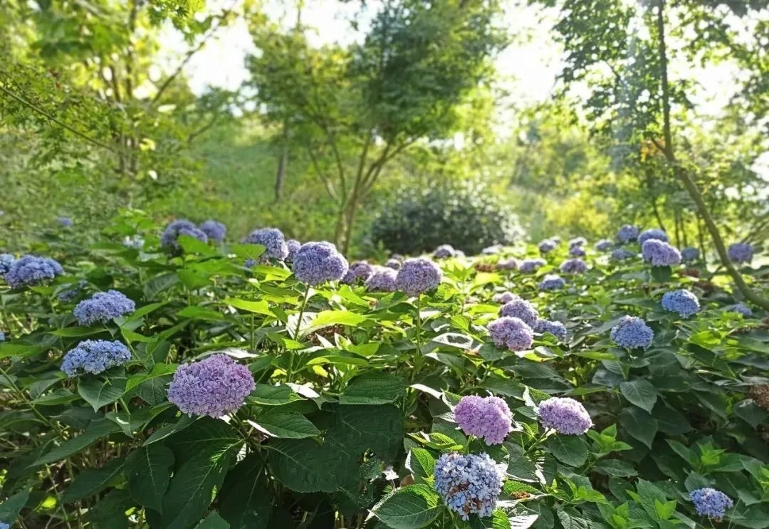 花海|巴南云林天乡的初秋，竟然还能看花海，约不约？