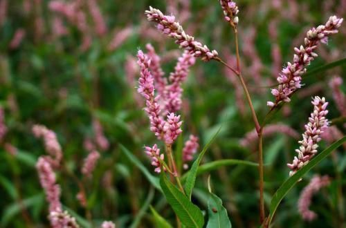 农村|农村常见野草,捣烂丢水里能麻醉鱼,村民用来酿酒是一绝