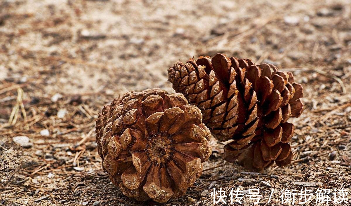 养君子兰|养君子兰,花盆里埋上10粒它,3个月蹿出4片新叶,开花50朵