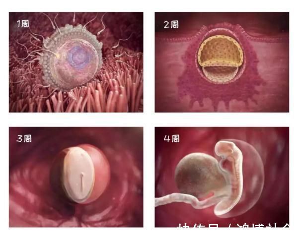 卵子|组图告诉你，怀孕1周到40周胎儿是怎么长大的，感叹生命的神奇