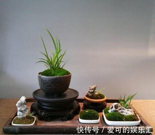 菖蒲草是个宝，遇到做成盆景最美，你会养护吗