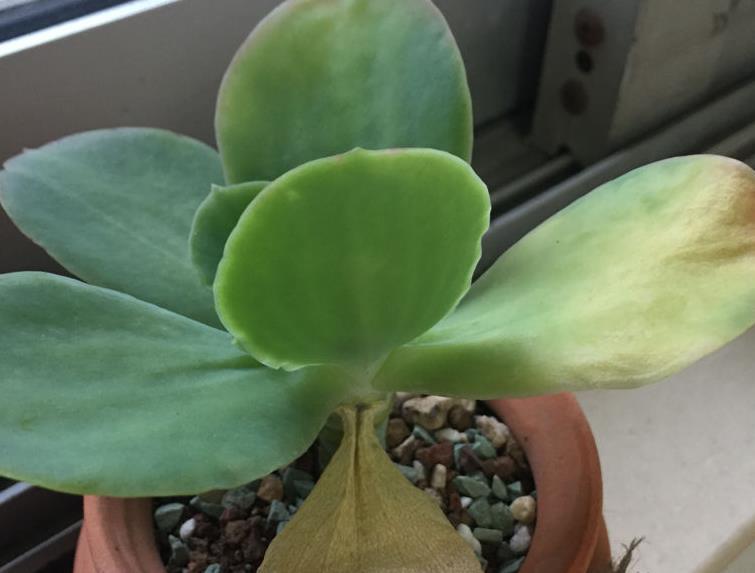 多肉|多肉叶子长皱纹,浇水不管用?学3招,养得饱满欲滴又坚挺