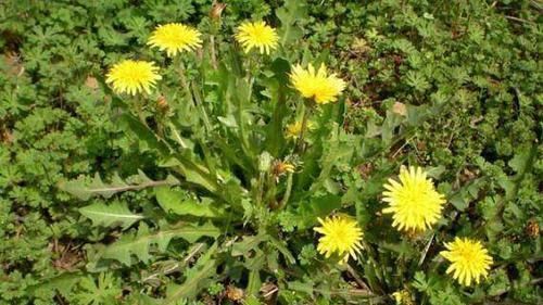 并非所有野菜都是“天然药”，别吃第6个，来了解下原因
