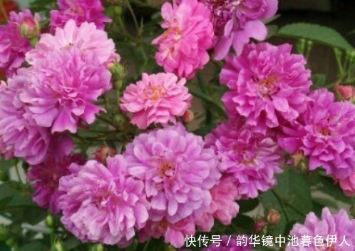 花色|新手养花,不如养盆花中精品“利西达斯”,花色粉红,古典优雅