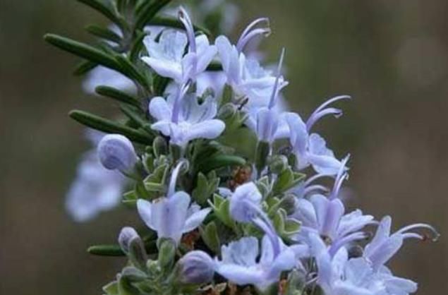 蚊香不能常用,养上此3种植物,蚊子再多,也能睡个安稳觉