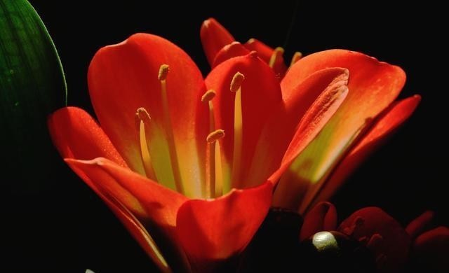 适宜的温度|冬季养君子兰,做好4点,苗壮开花鲜艳