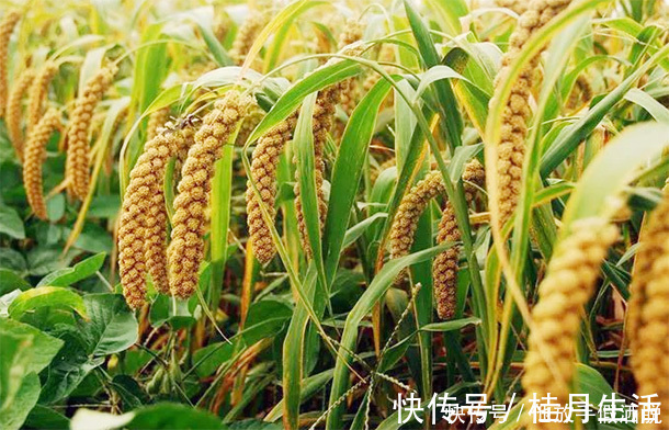 长寿|每天一碗小米粥,能长寿吗老中医别不信,3种人最好天天喝