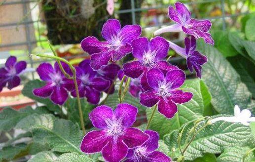 4种花是开花王，沾土就活，开花漂亮财运来，寓意超好的