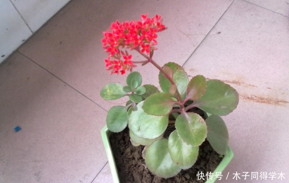 春天养“勤花”，盆栽此3样，照顾到“重点”，四季开不停