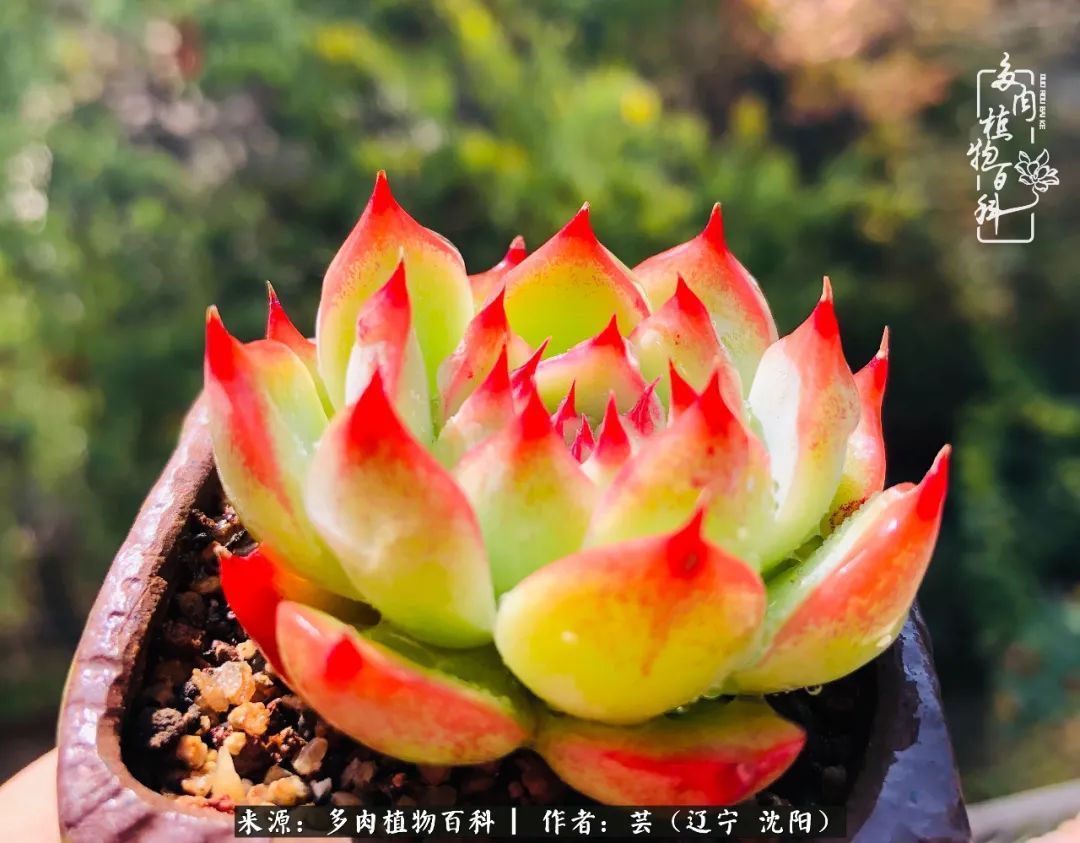 血罗|万物皆有灵性，一年四季有多肉陪伴真好！