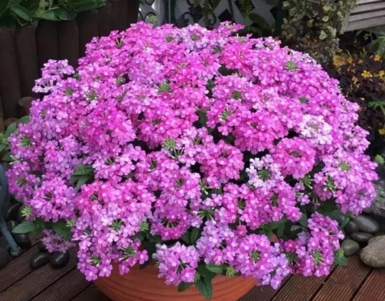 4种花美的出奇，色彩艳丽，盛开时如花海一样，令人流连忘返