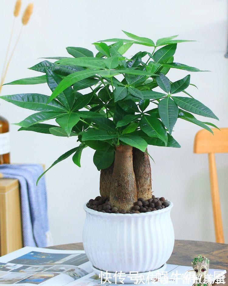 客厅里养这6种植物，好养活、好打理、寿命很长、寓意还特别好