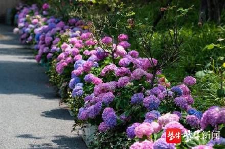 花卉|玄武湖水生花卉盛开，夏天的味道越来越浓