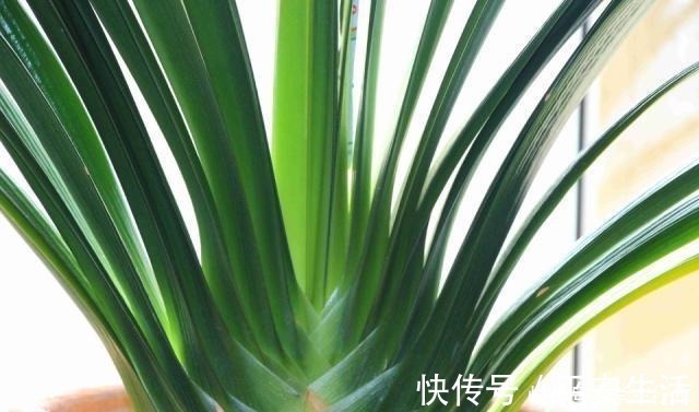 叶片|养君子兰,学会使用3种肥料,长得就像“大白菜”,天冷就开花!