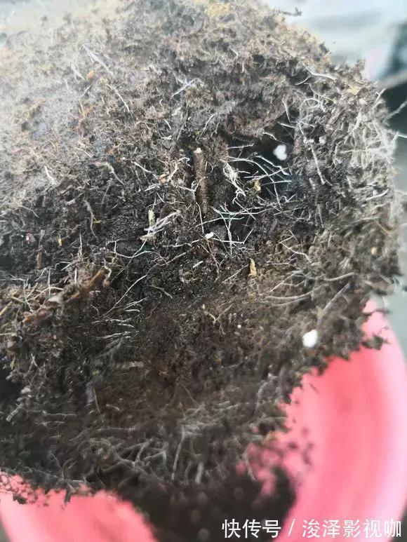 羊粪|路边捡来4种小东西,丢在盆底,一年不用施肥,也不怕烂根!