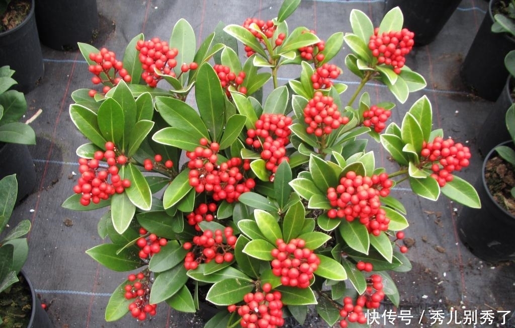 家里养了盆特别好看的花果子,还说能治病,切不知它是有毒的!