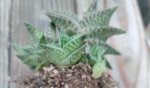 养多肉，在这些“时候”真的不需要动手控水