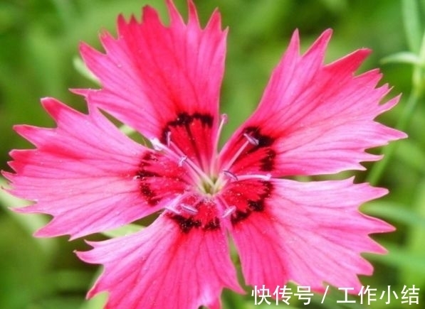 4种花“很爱开花”,一养就“花开满盆”,给点水就疯长