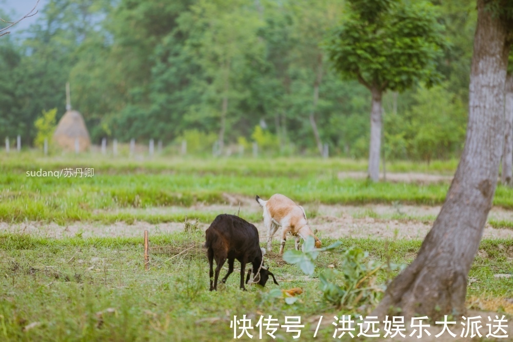 野生动物|尼泊尔最冒险的世界遗产奇特旺国家公园，村民与猛兽相伴