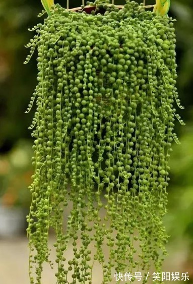 玉蝶玉蝶|喜欢养菊花,不如养护7种多肉植物,往阳台上一放就能爆盆