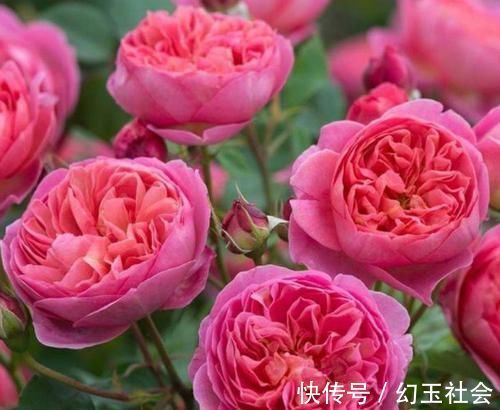 玫瑰花界|3种花深受花友的喜欢,沾土就能活,开花就爆盆,不易生病好养护